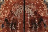 Tall Arizona Petrified Wood Bookends - Brick Red #382162-1